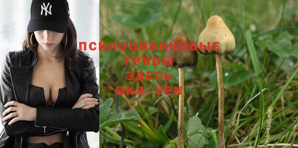 PSILOCYBIN Алексеевка